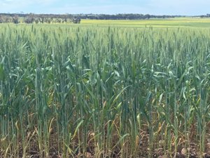 Watheroo wheat crop 06147
